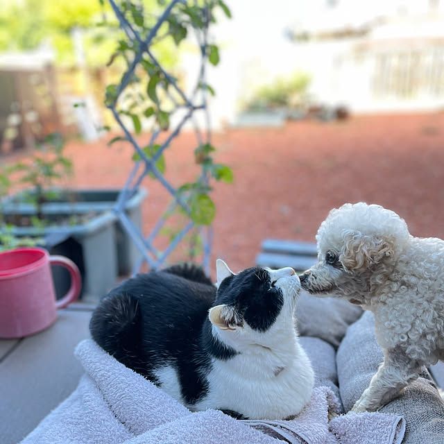 nekosamaさんの実例写真
