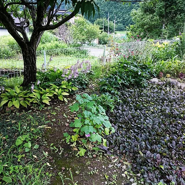 pepeさんの実例写真