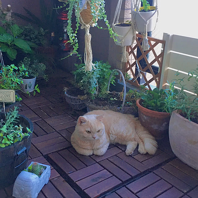 naokoさんの実例写真