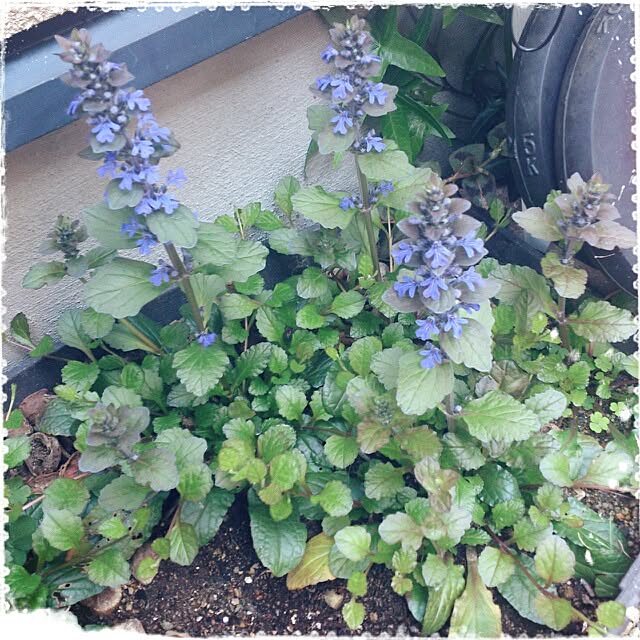 cedarrosemamさんの実例写真