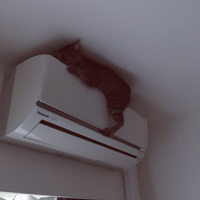 mikomaruさんの実例写真