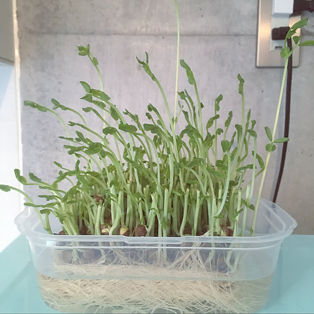 キッチンのインテリア実例 - 2019-11-05 13:27:17