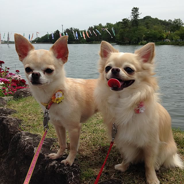実例写真