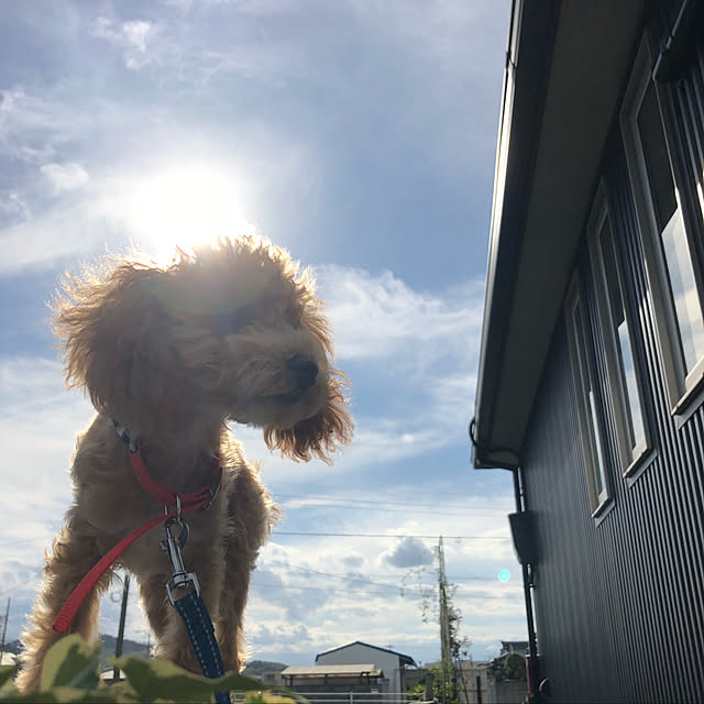 honohonoさんの実例写真