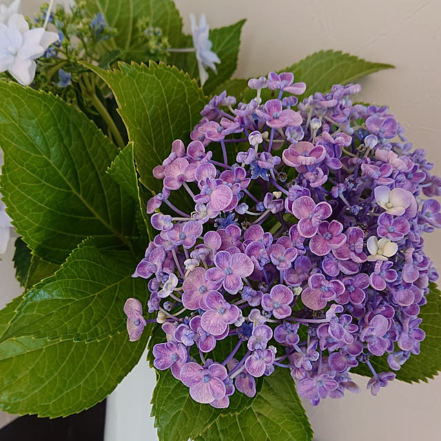 棚/紫陽花のインテリア実例 - 2021-06-15 07:07:12