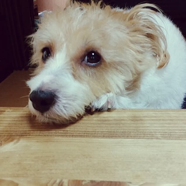 kakkyさんの実例写真