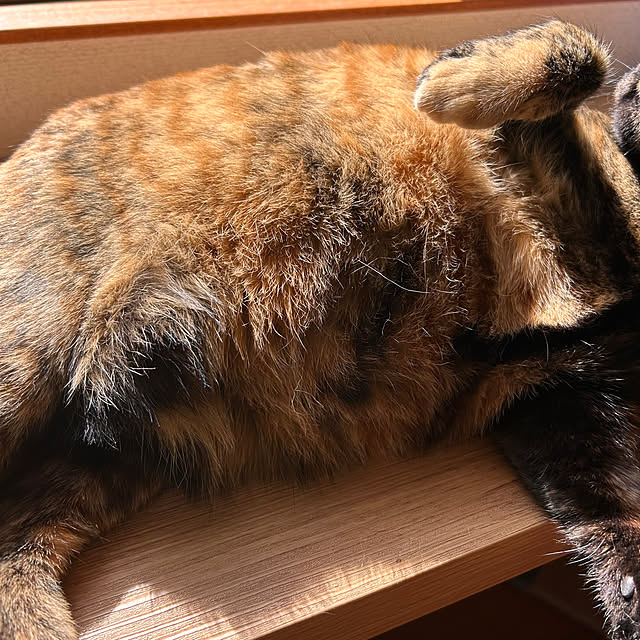 cocoさんの部屋