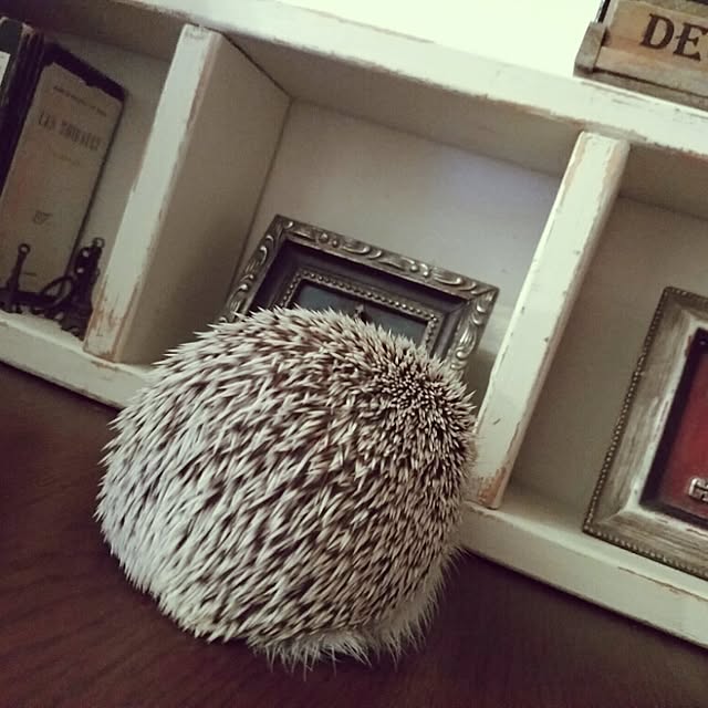 kuruさんの実例写真