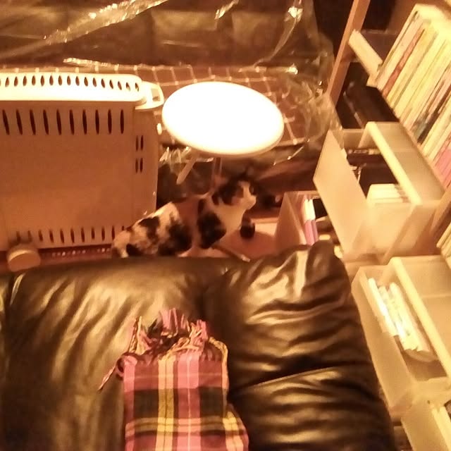 catloveさんの部屋