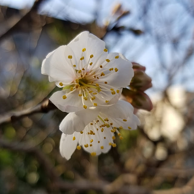 midoriさんの実例写真