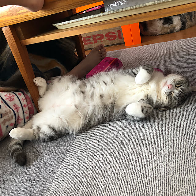 Shojiさんの実例写真