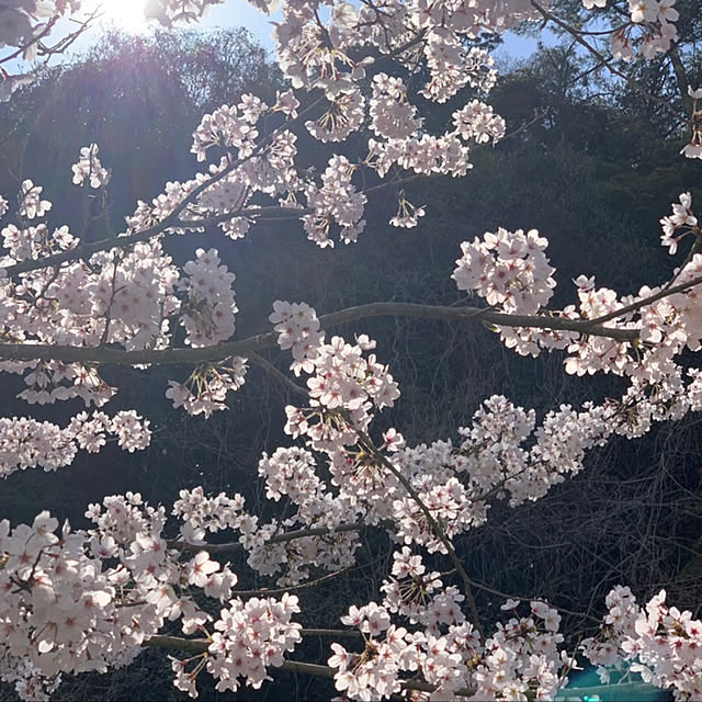 chiさんの実例写真