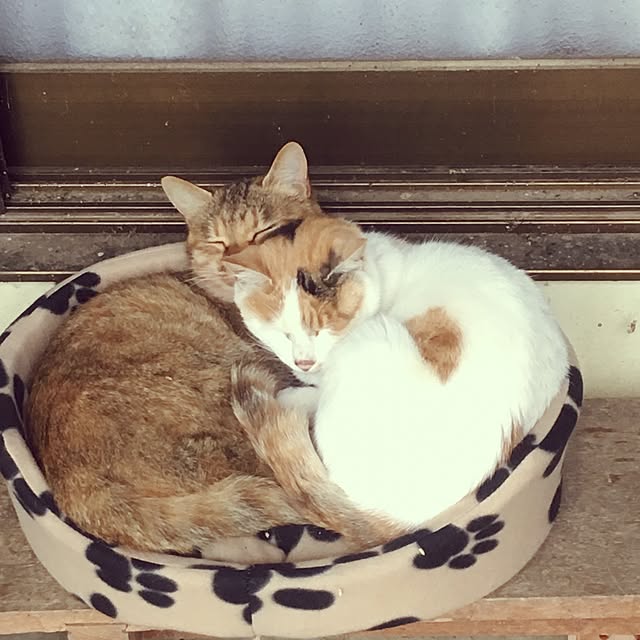 poncocoberryさんの実例写真