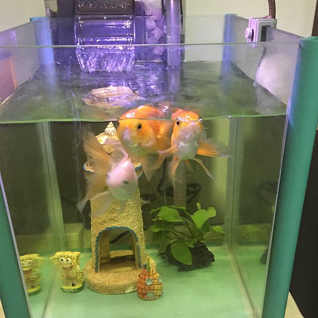 部屋全体のインテリア実例 - 2015-08-11 21:16:09