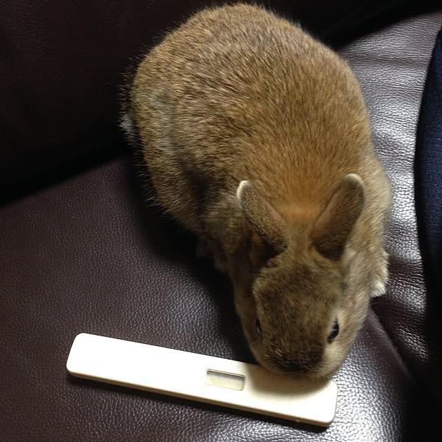 usa_cheeseさんの実例写真