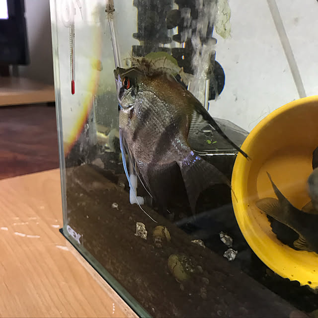 tornadeさんの実例写真