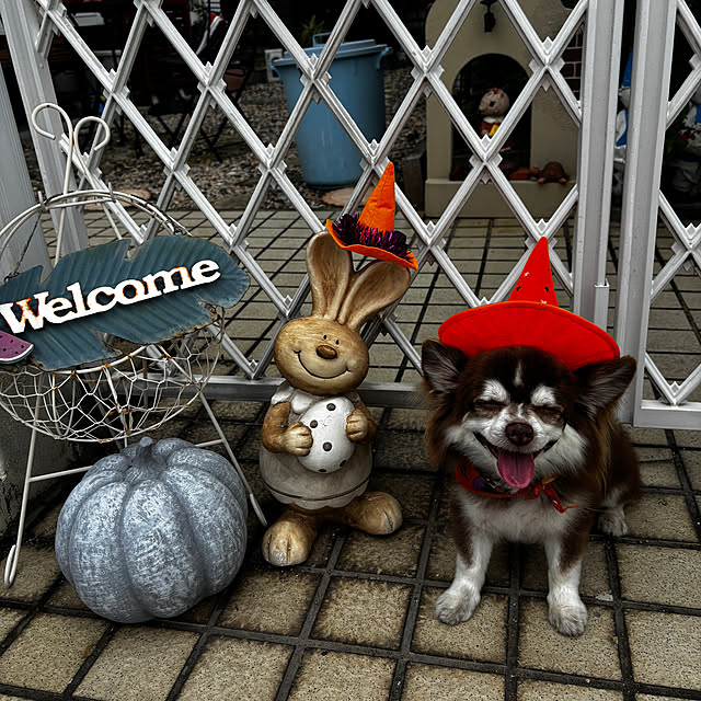 chIoeさんの実例写真