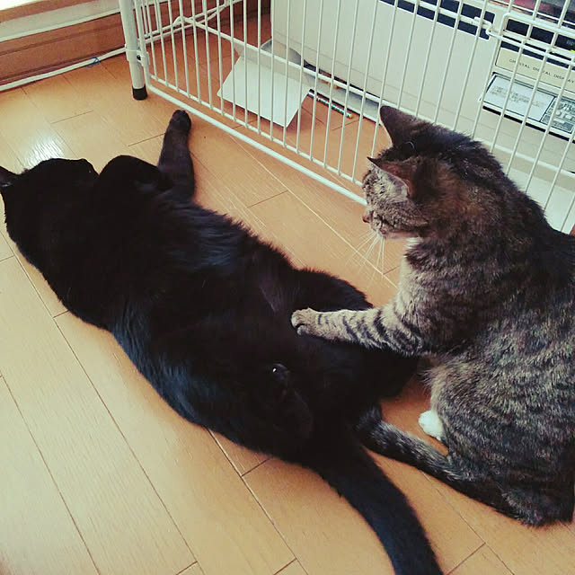 mametarouさんの実例写真
