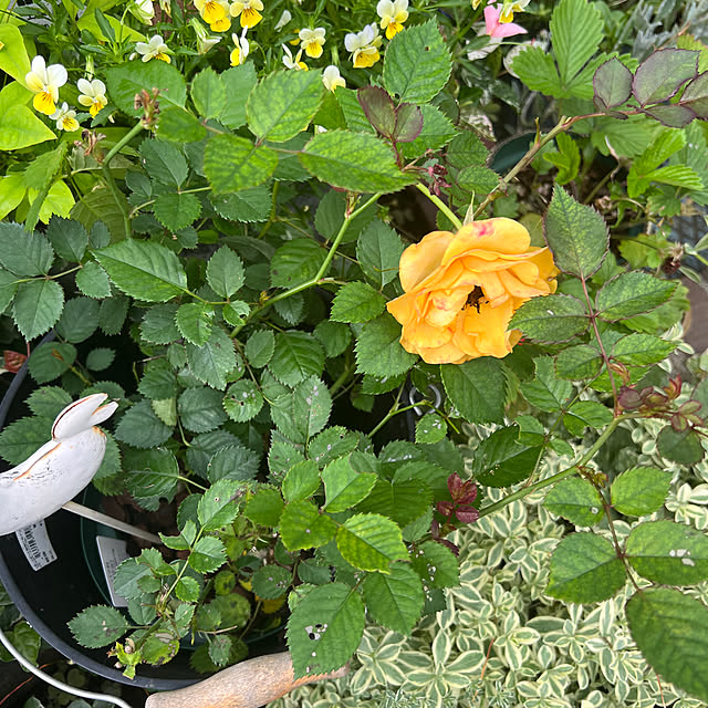 kurumeruさんの部屋