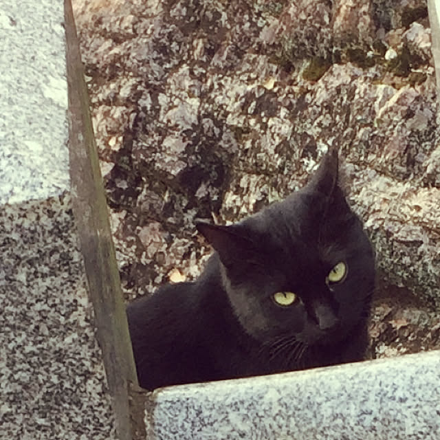 maakoさんの実例写真