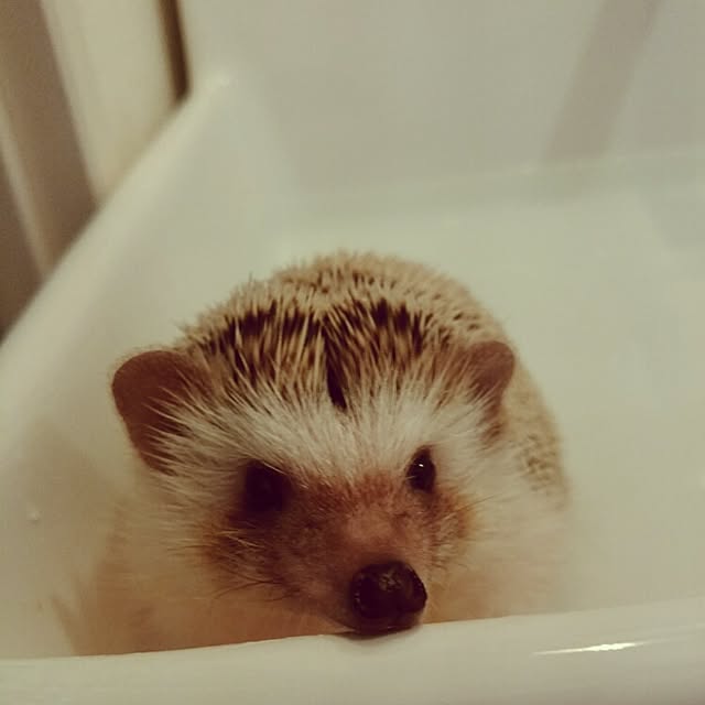 kuruさんの実例写真