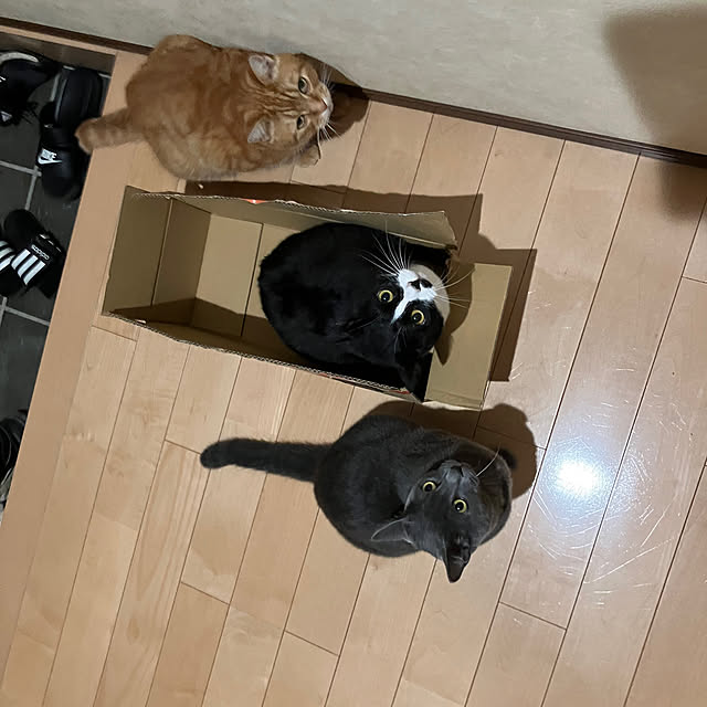 nekoさんの部屋