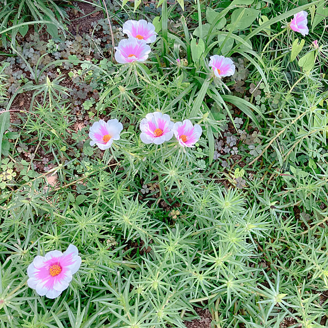 pineappleさんの部屋