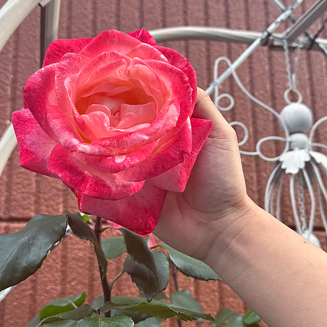 RoseLife5818さんの実例写真