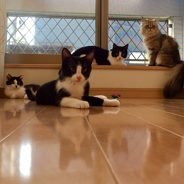 butachanさんの実例写真