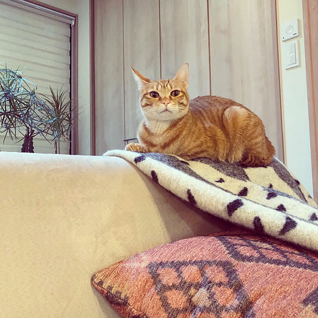 takakoさんの実例写真