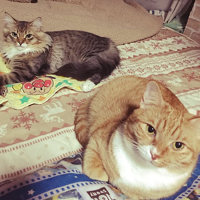 CATさんの実例写真