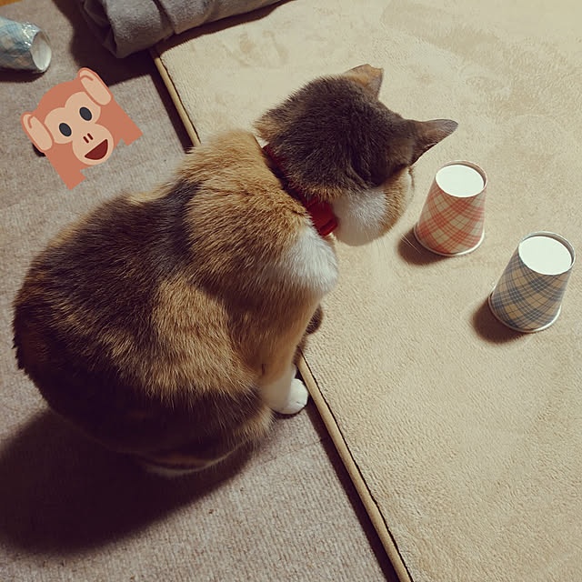 fukuさんの実例写真