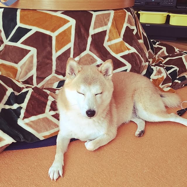 machさんの実例写真