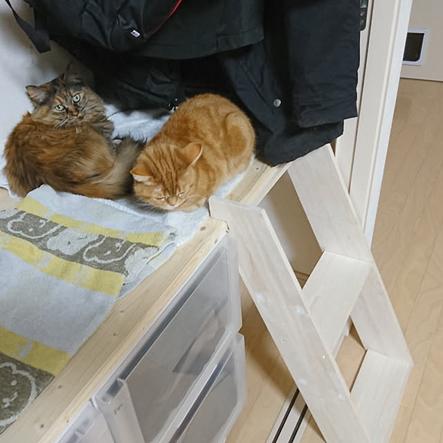 ベッド周り/ネコのいる風景/ねこのいる日常/マンチカン 短足/クローゼット改のインテリア実例 - 2019-04-21 18:48:51