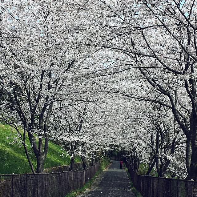 sakuraさんの実例写真