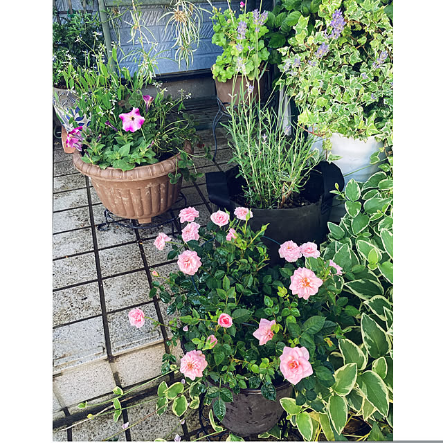 CoCo0617さんの部屋