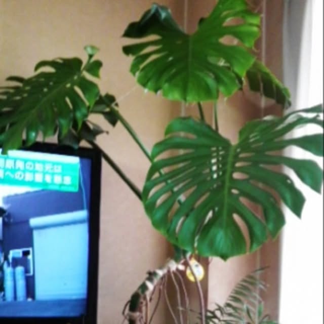 sakuranさんの実例写真