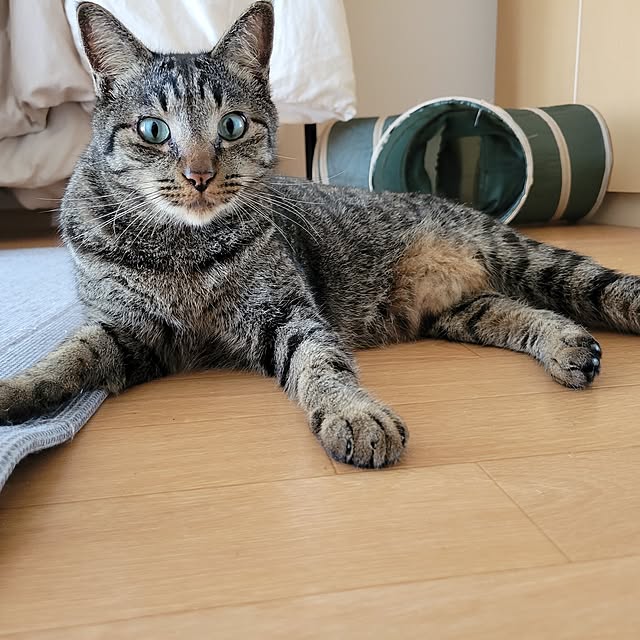 実例写真