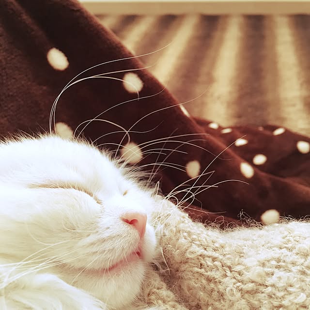 luna.comさんの実例写真