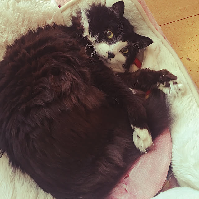 kanaさんの実例写真