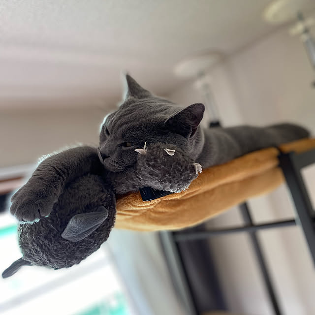 ハンモック/キャットタワー/一人暮らし/ねこのいる暮らし/猫グッズ...などのインテリア実例 - 2022-03-13 13:14:54