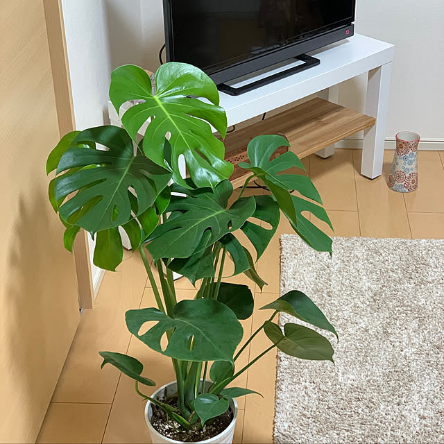 Airinagashimaさんの実例写真