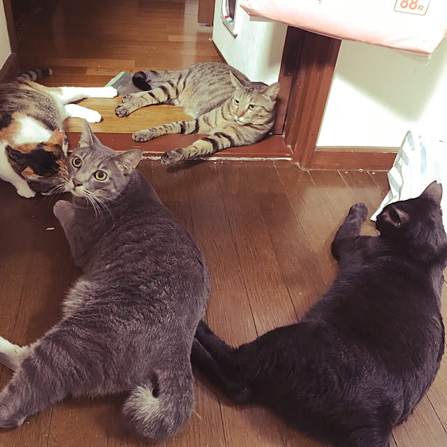 mayumasa22さんの実例写真