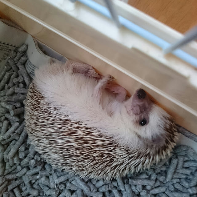 megmeg1450さんの実例写真