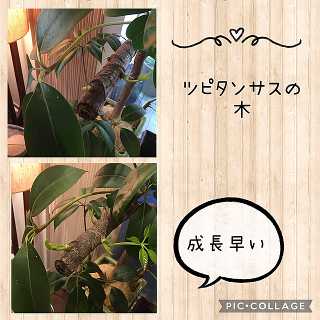 happy-sachiさんの実例写真