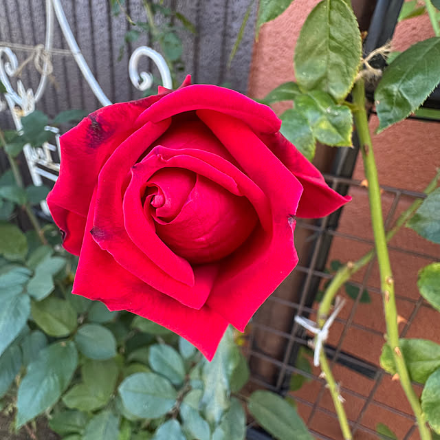 RoseLife5818さんの部屋