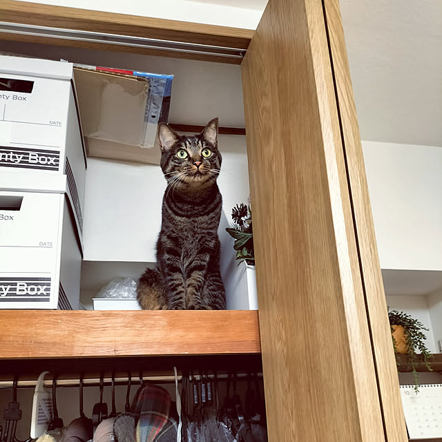 hihaさんの実例写真