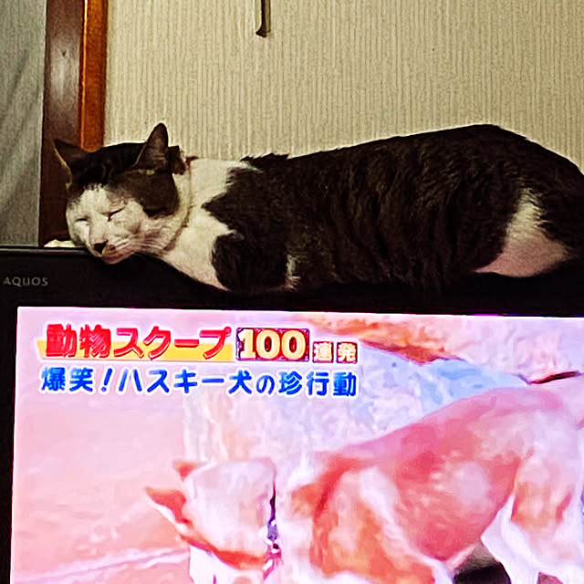 uruさんの実例写真