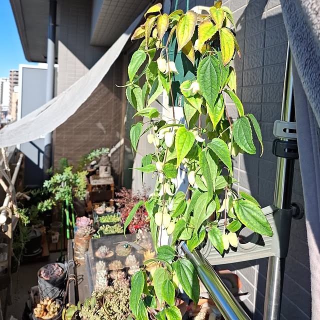noaさんの実例写真