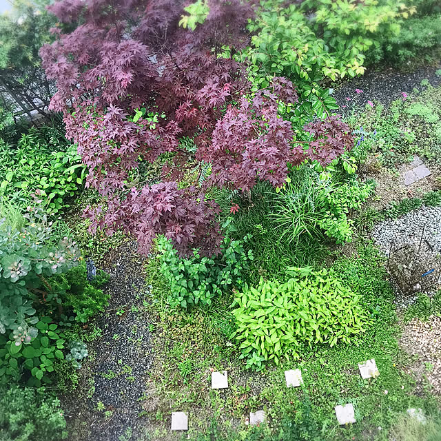 portulacaさんの実例写真